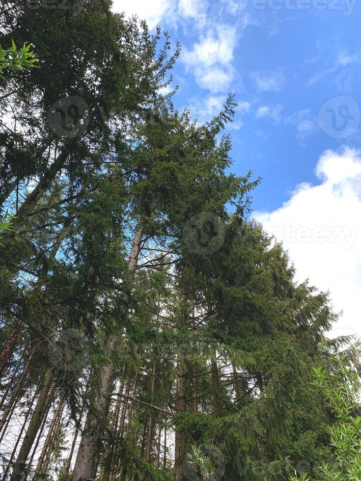 A forest filled with numerous tall trees towering above the ground, creating a dense canopy that blocks out sunlight and forms a dark, shadowy environment. The trees are closely packed together. photo