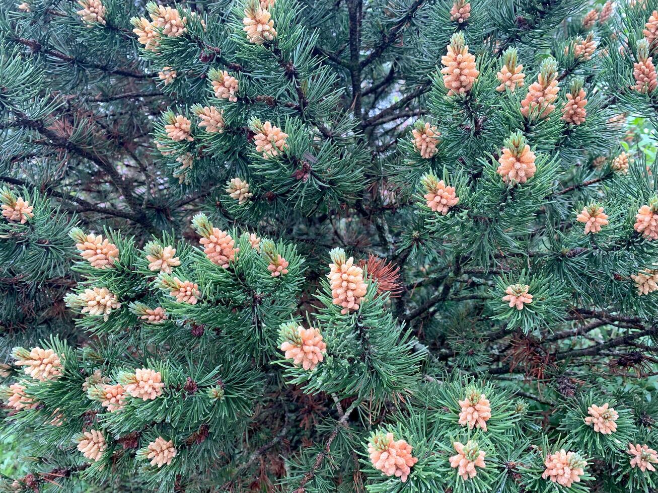 A detailed view of a pine tree showcasing an abundance of green leaves filling the frame. The intricate textures and patterns of the leaves are clearly visible photo