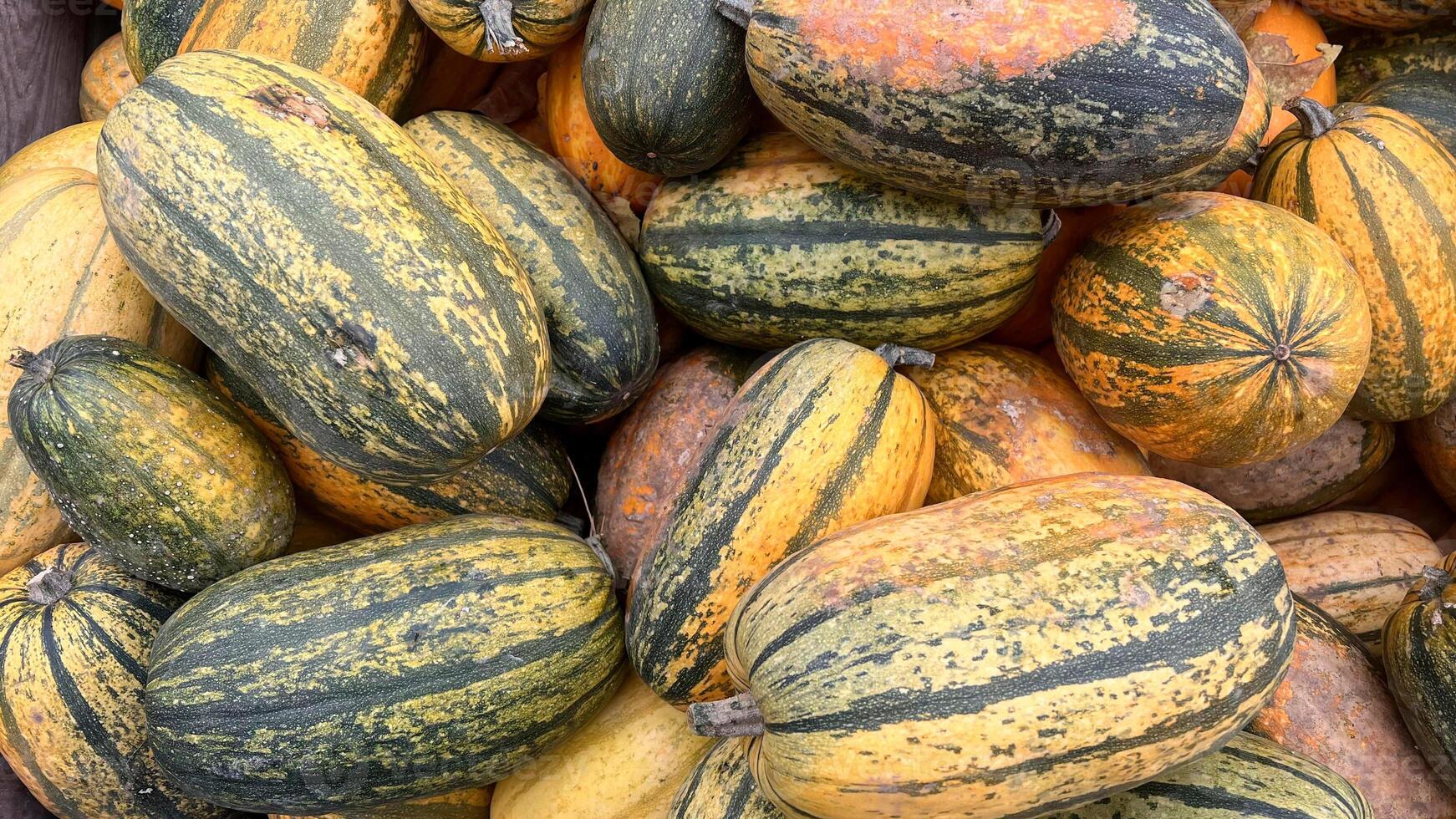 A close-up image of a pile of green and yellow striped spaghetti squash, likely at a farmers market photo