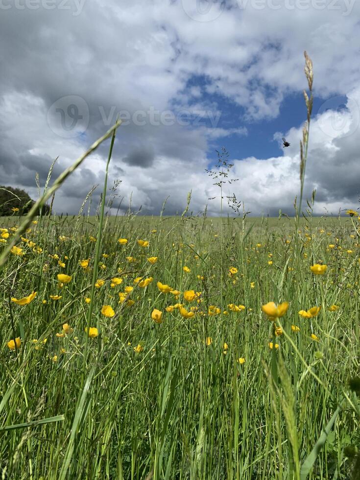 A field of yellow wildflowers with a cloudy blue sky overhead photo