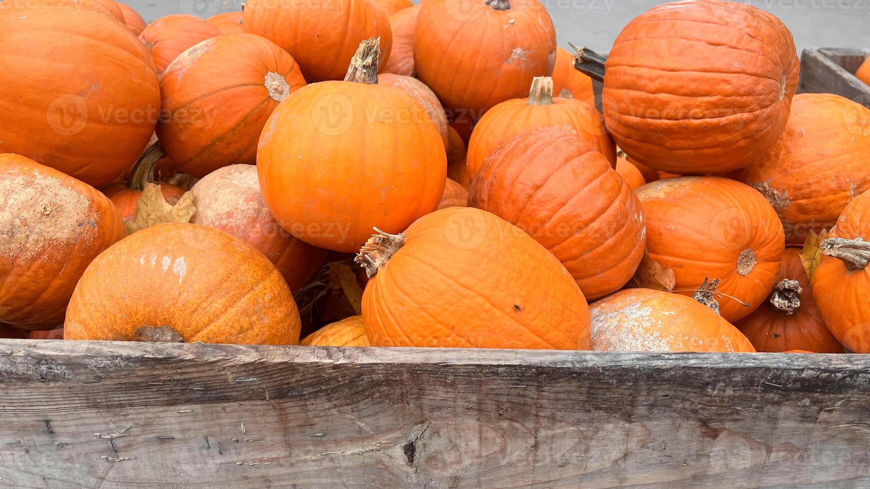 A close-up view of a wooden crate overflowing with ripe, orange pumpkins photo