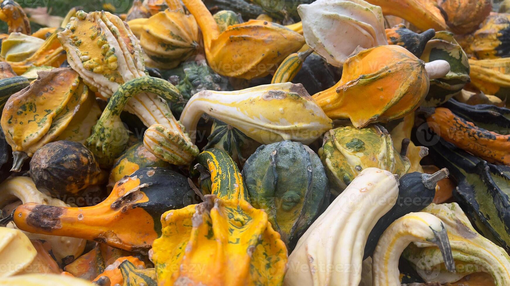 A close-up view of a variety of gourds and squashes in various colors and shapes photo