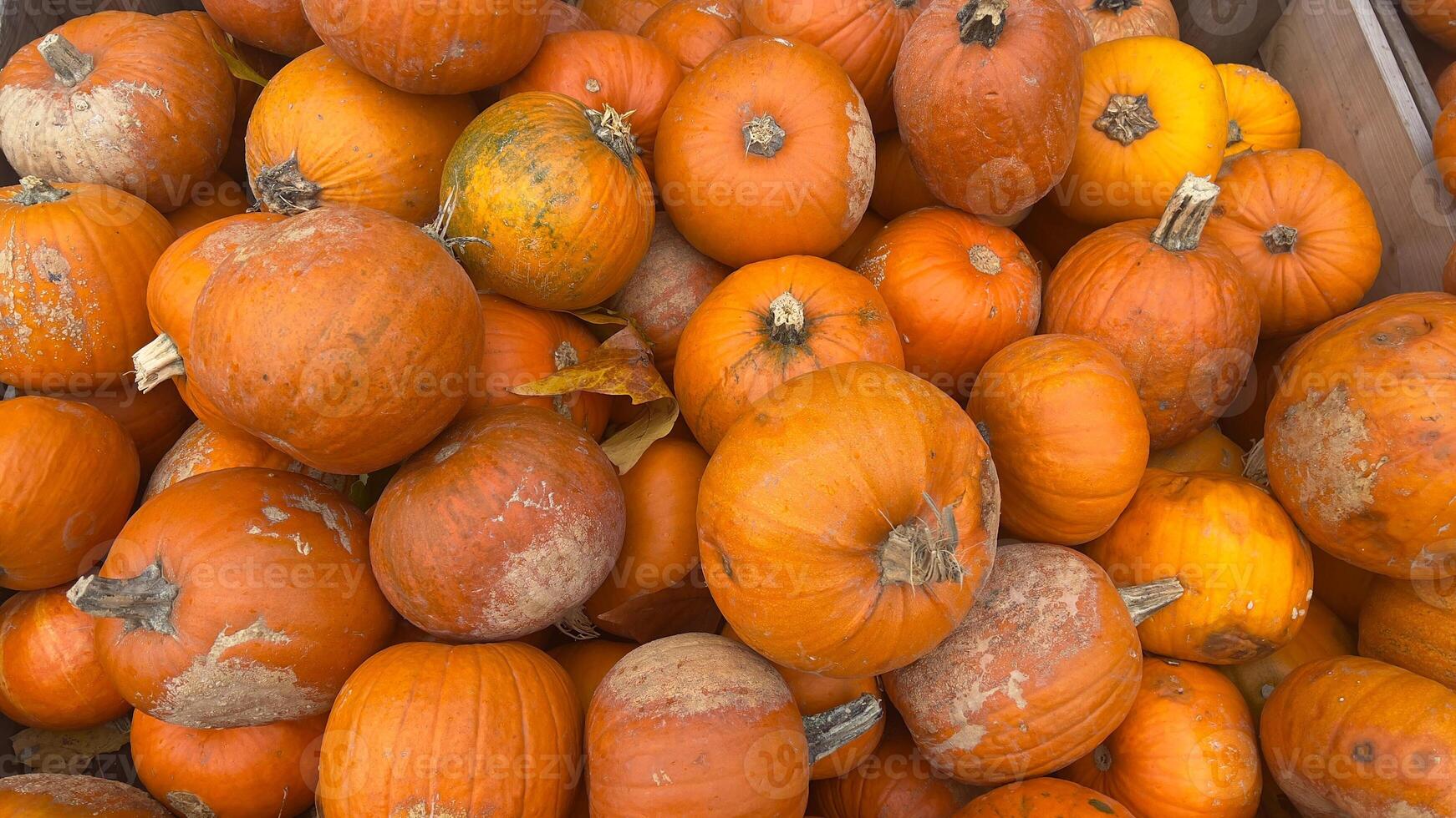 A close-up image of a pile of ripe orange pumpkins, ready for the fall season photo