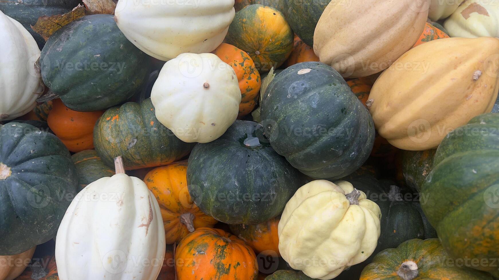 A close-up view of a variety of winter squash, including acorn, butternut, and spaghetti squash photo