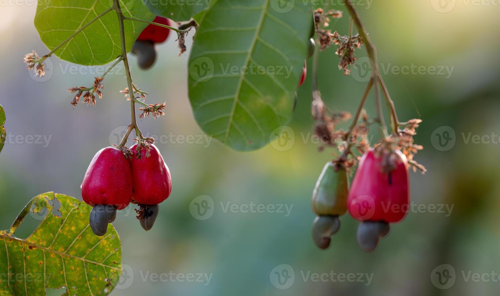 Cashew fruit hanging on Anacardium Occidentale trees. Healthy food from organic farms. Tropical agriculture and sustainable farming practices. Cashew nut trees laden with raw fruits. Organic farming. photo