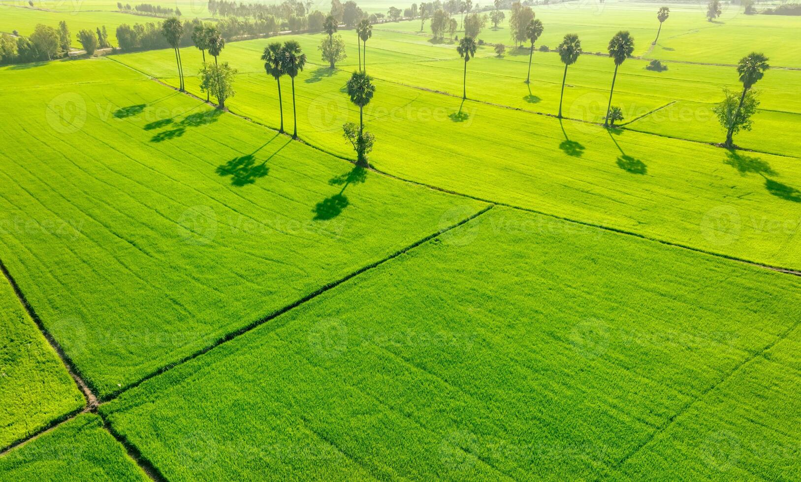 Aerial view of green rice field. Above view of agricultural field. Rice plants. Natural pattern of green rice farm. Nature landscape. Sustainable agriculture. Carbon neutrality. Green environment. photo