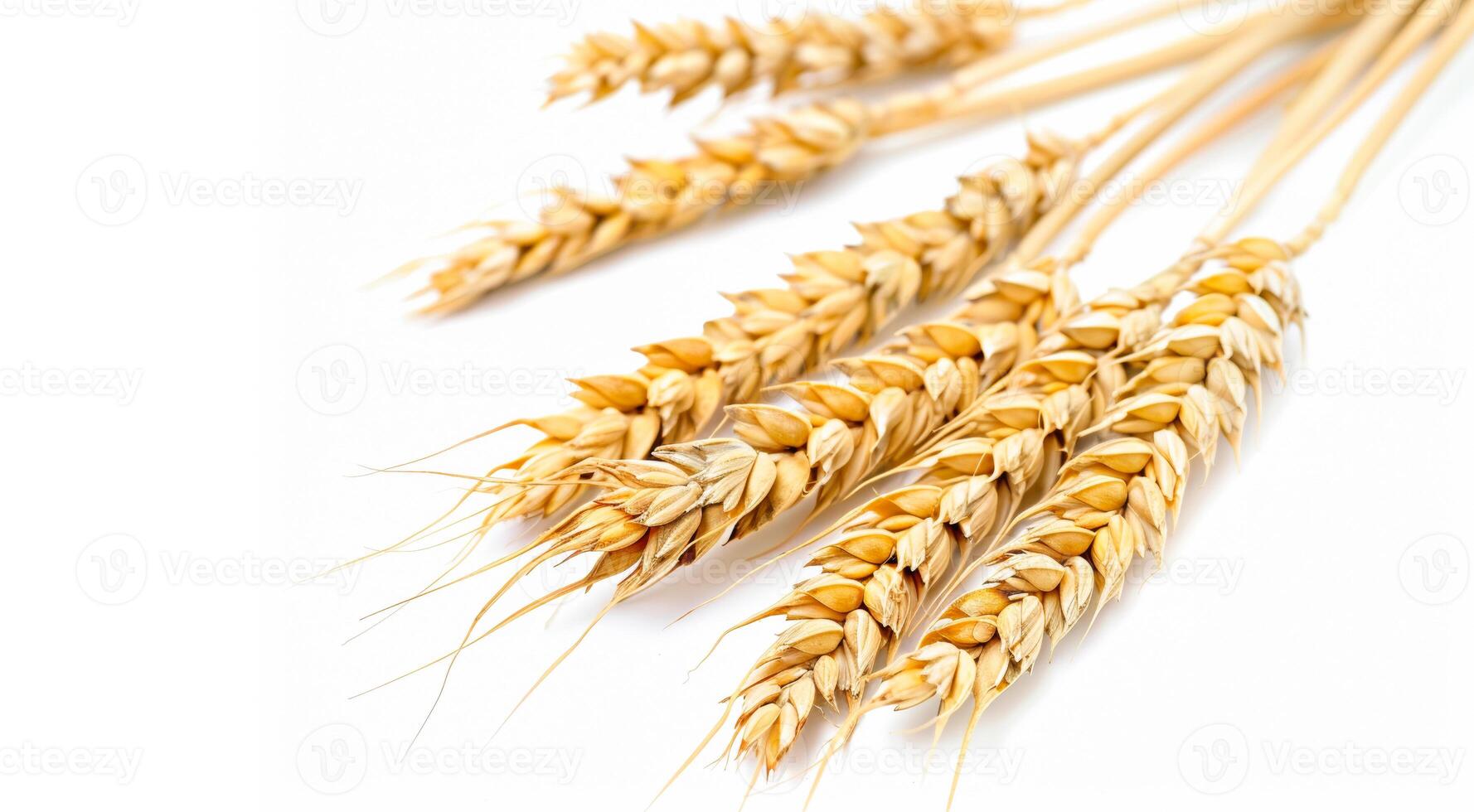 Baking concept, bread concept. Spikes of wheat on a white background. photo