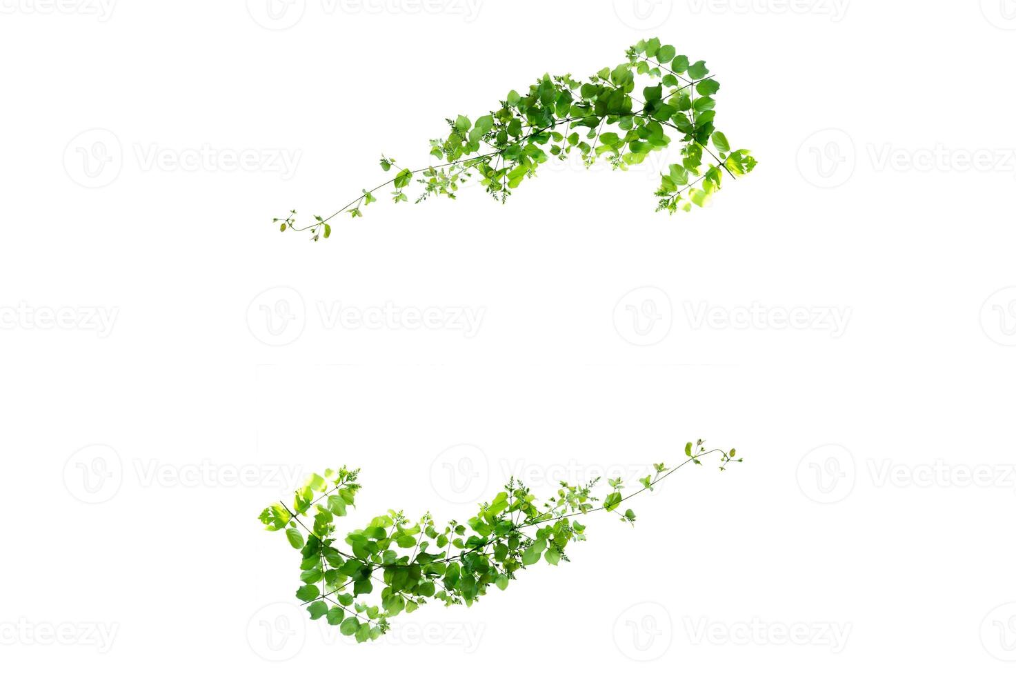 leaf vine isolates on a white background photo