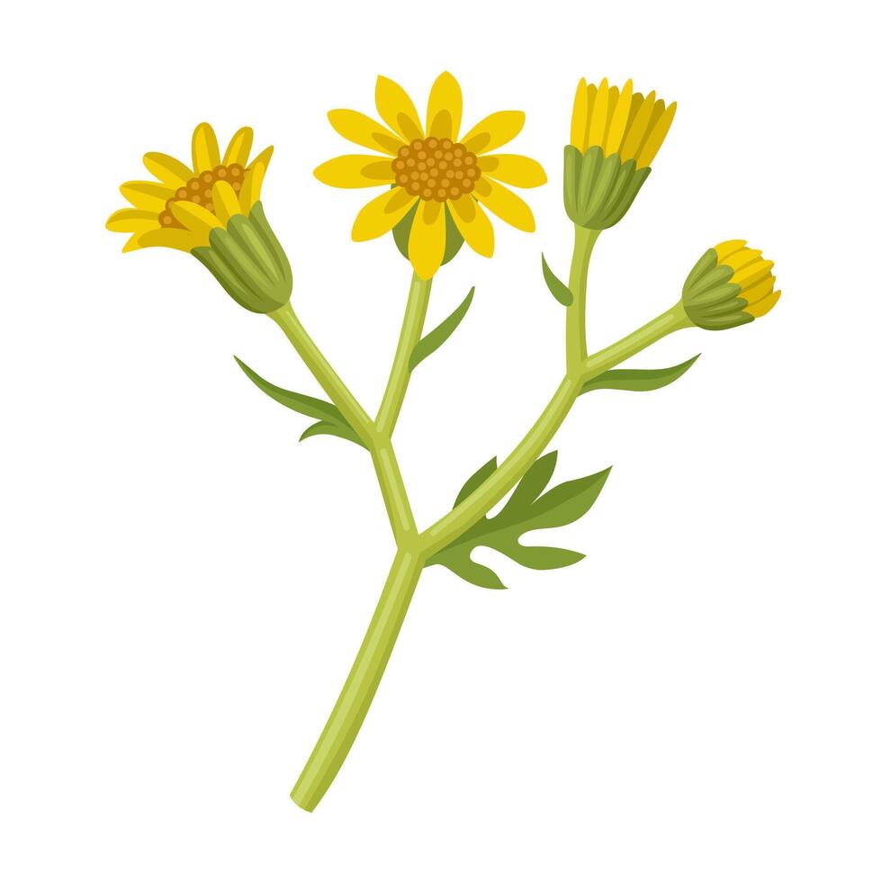 Senecio jacobaea illustration, Common names include ragwort, common ragwort, and stinking willie, isolated on white background. vector