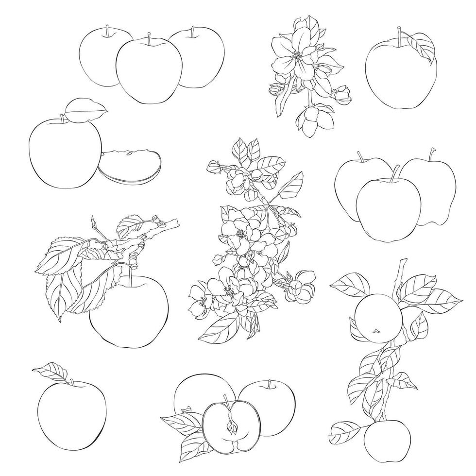 Apples, leaves and flowers hand-draw sketches.. Whole and cut fruits. Collection of isolated outline objects on a white background. vector