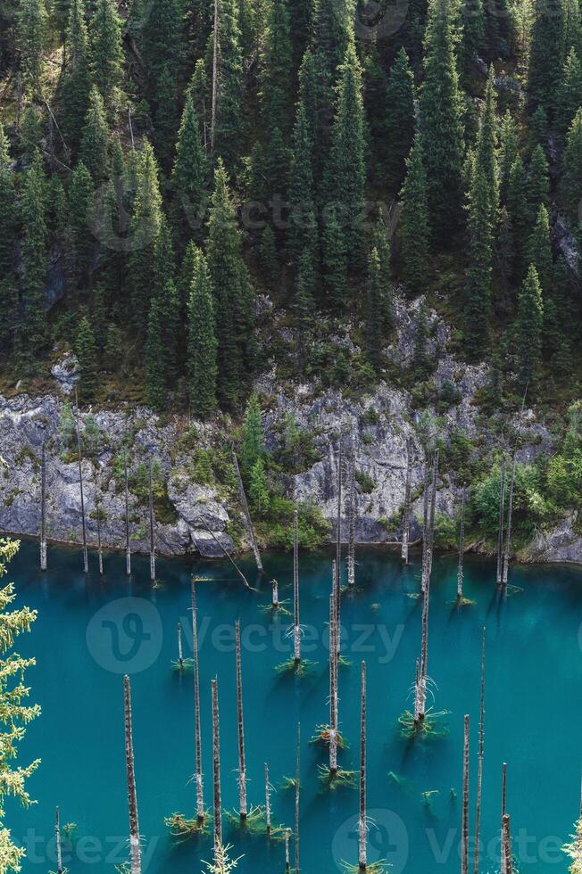 landscape with Kaindy Lake with blue water and a sunken forest with tree trunks in Kazakhstan in Tien Shan mountains in summer. Top view from a drone photo