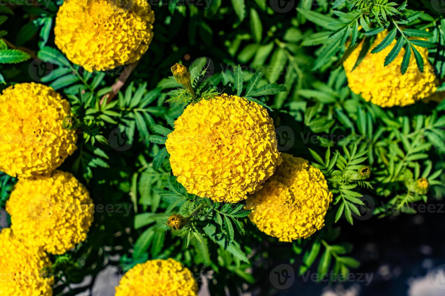 Pots yellow apricot flowering bonsai in spring Vietnam with modern tree is reaching its certainly bloom bright yellow. This is the symbolic flower for Tet in Vietnam photo