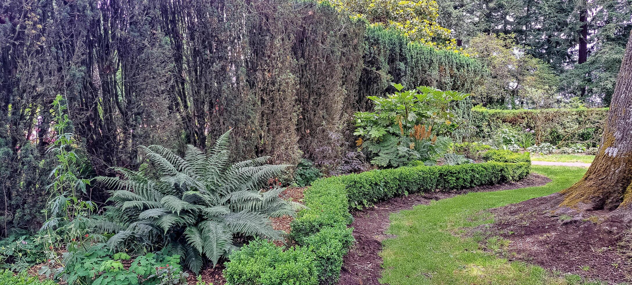 Peninsula Park Garden in Portland, Oregon photo