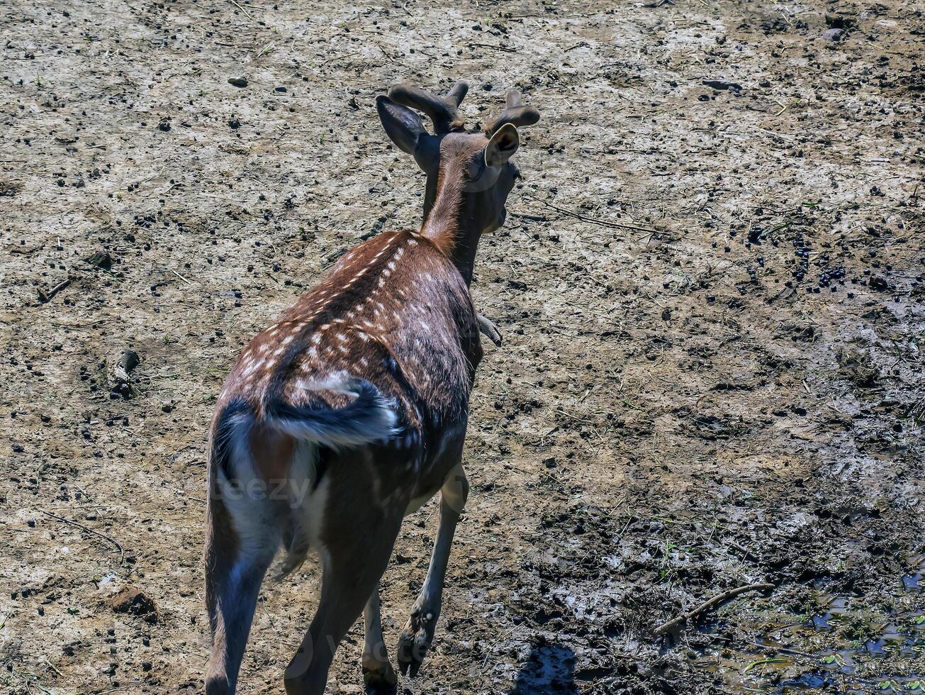 Bambi the fawn in the nursery on a sunny day photo