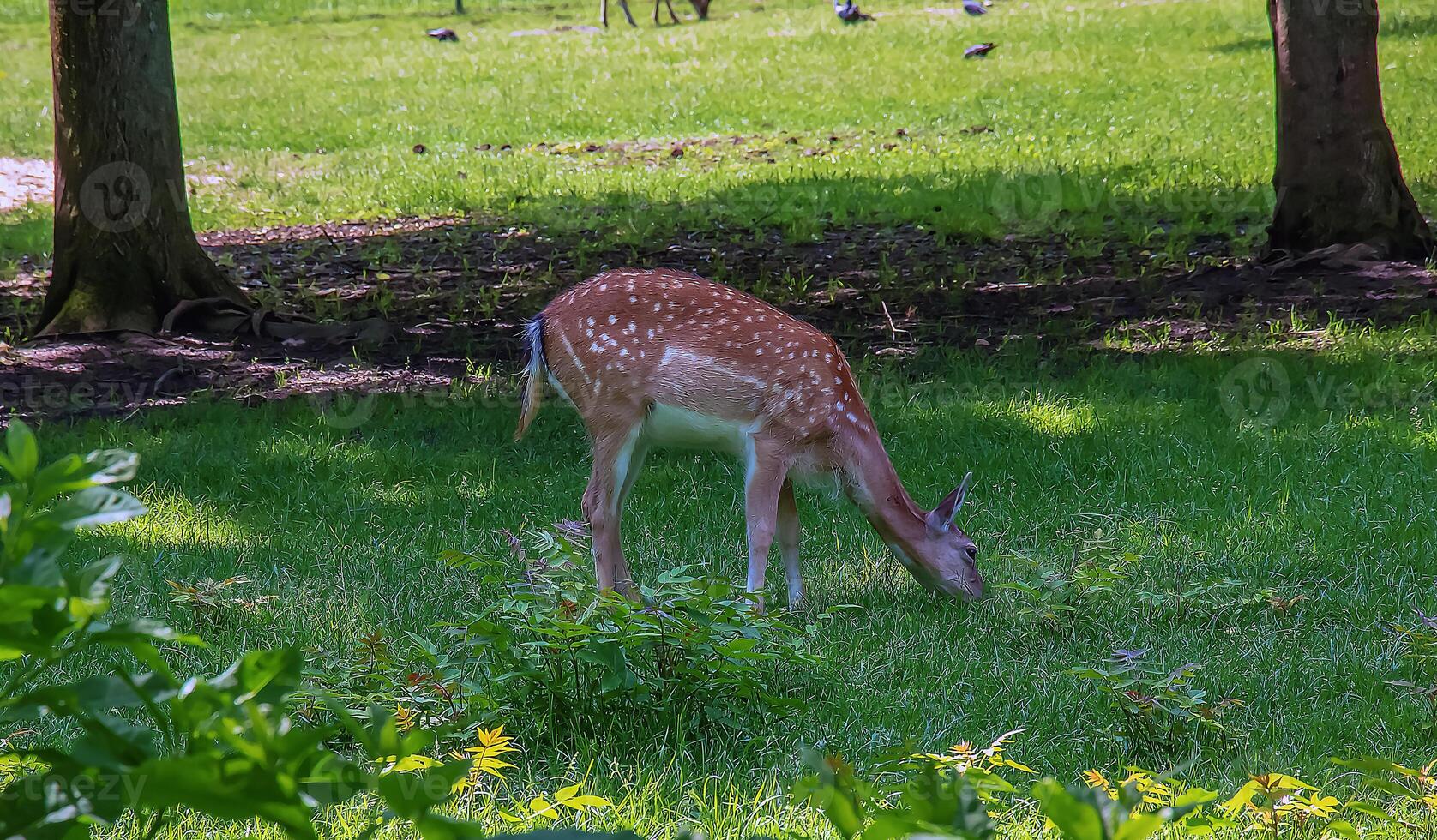 Baby deer Bambi in the grass in summer on a Sunny day photo