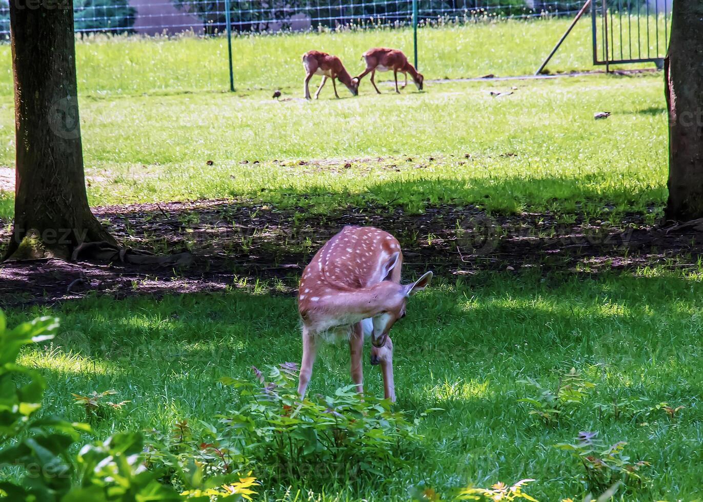 Baby deer Bambi in the grass in summer on a Sunny day photo