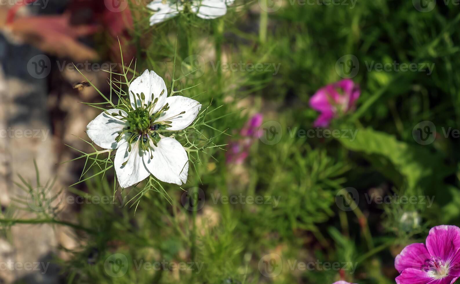 Delicate white Nigella sativa or love flower in mist, botanical background with copy space photo