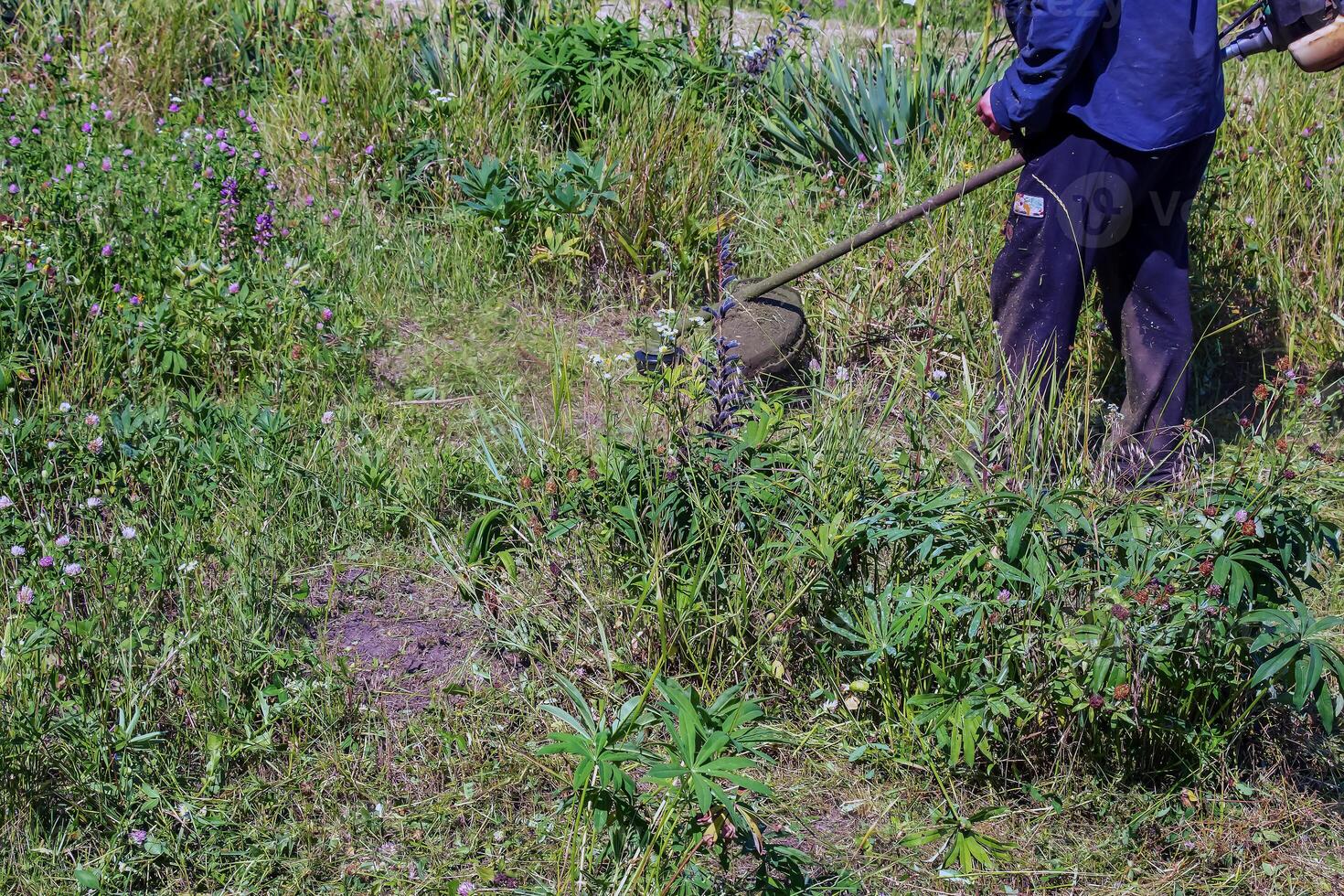 A man cuts and mows the grass. Grass cutting work. Worker mows lawn with grass photo