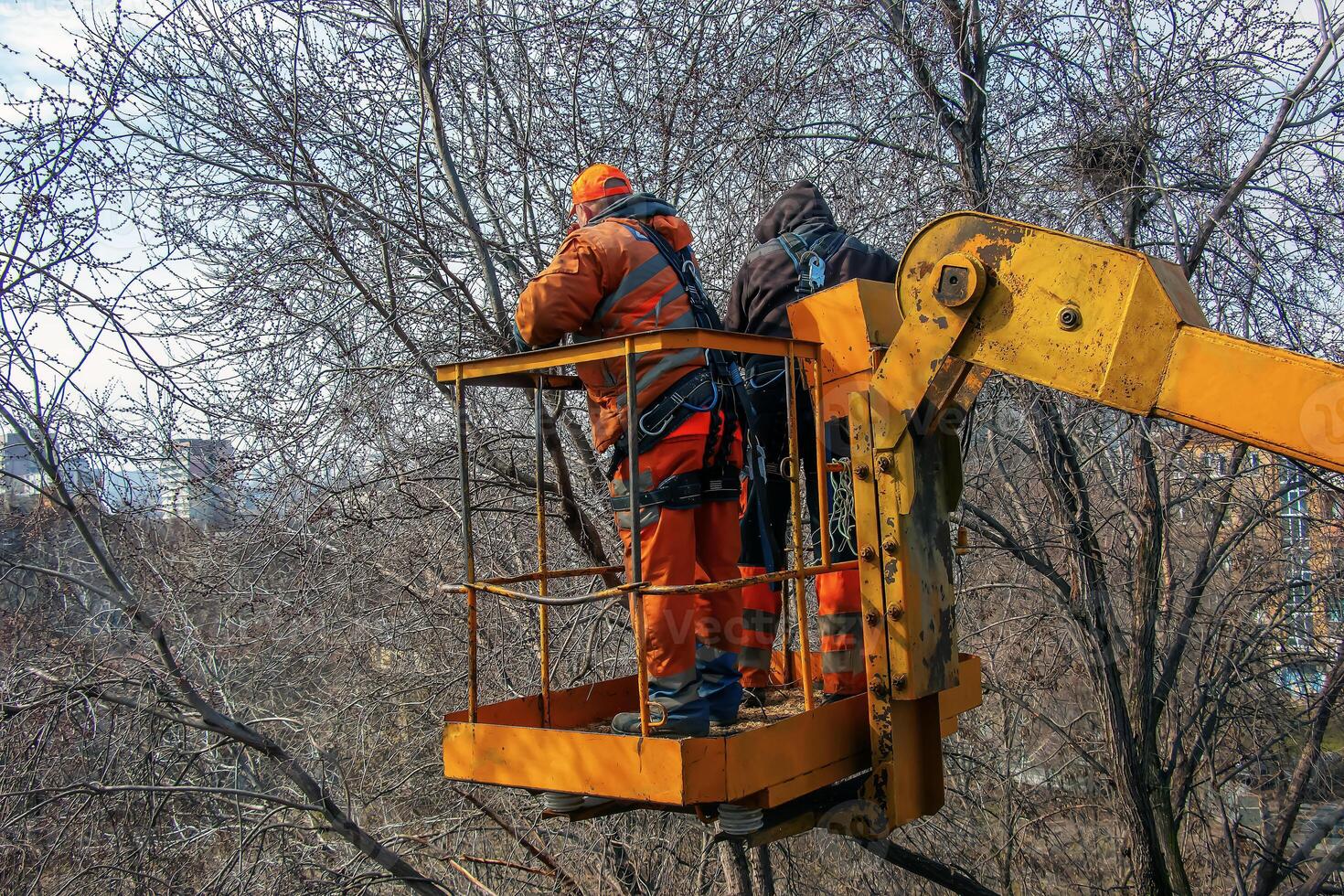 Municipal service workers stand with a chainsaw in a crane basket and trim dangerous trees photo