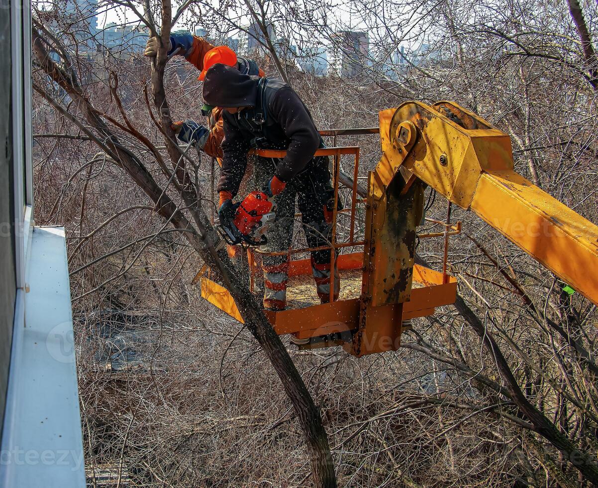 Municipal service workers stand with a chainsaw in a crane basket and trim dangerous trees photo
