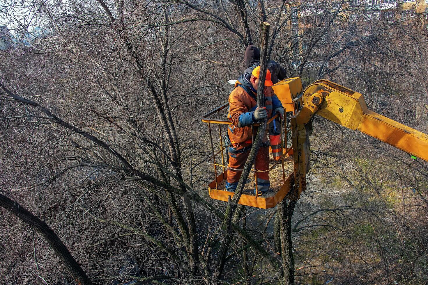 Municipal service workers stand with a chainsaw in a crane basket and trim dangerous trees photo