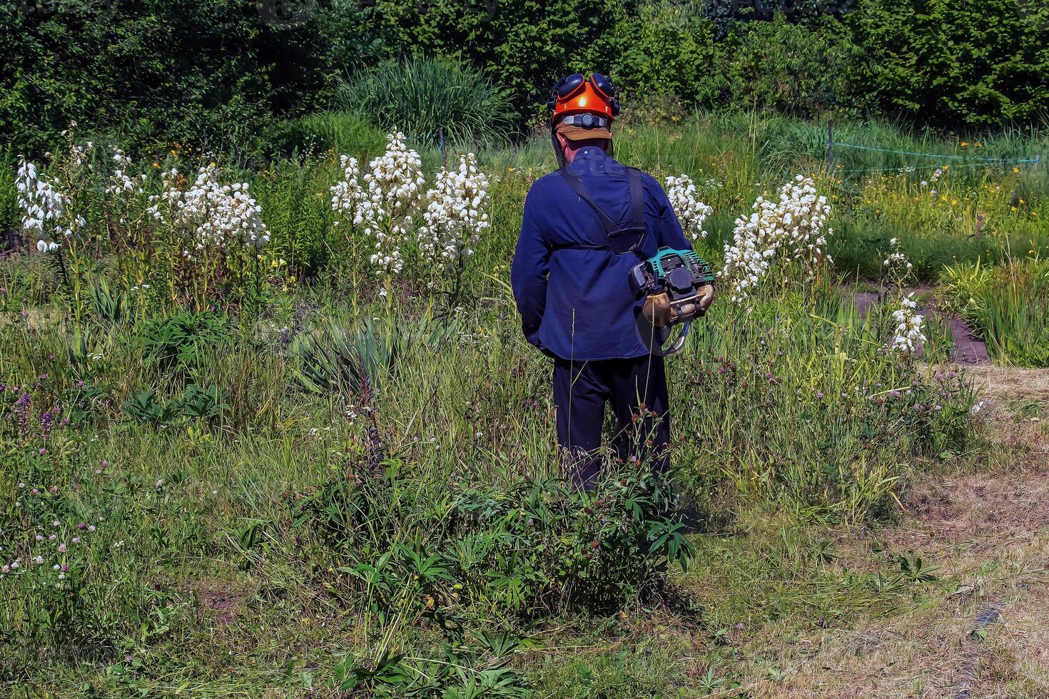 A man cuts and mows the grass. Grass cutting work. Worker mows lawn with grass photo