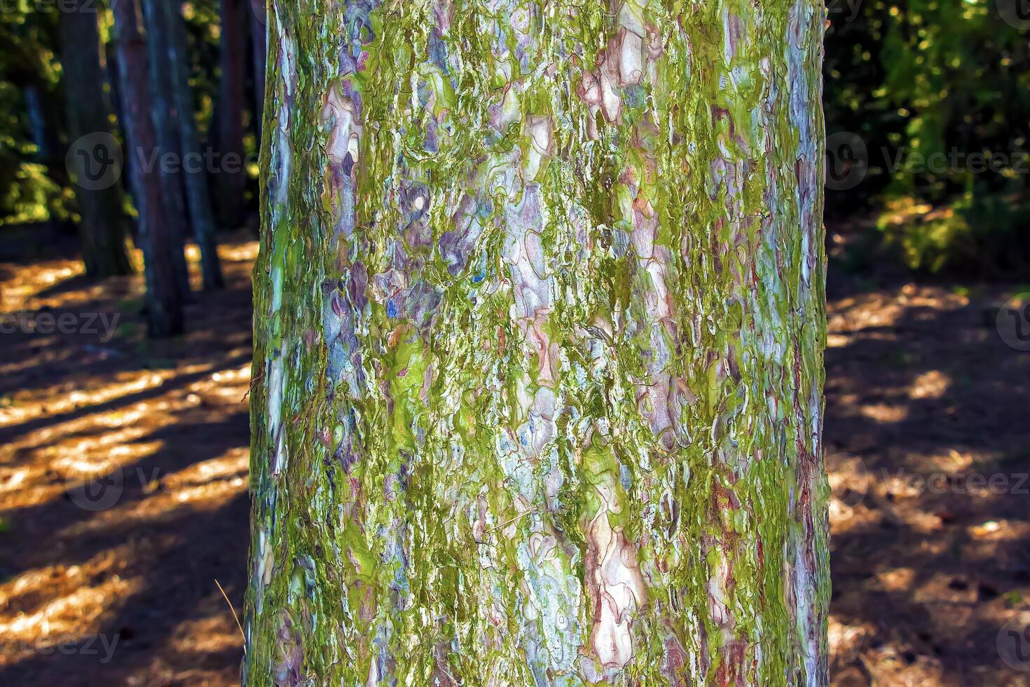 Black pine bark close-up. The texture of the trunk of Pinus nigra. Background from living wood. Forest nature skin photo