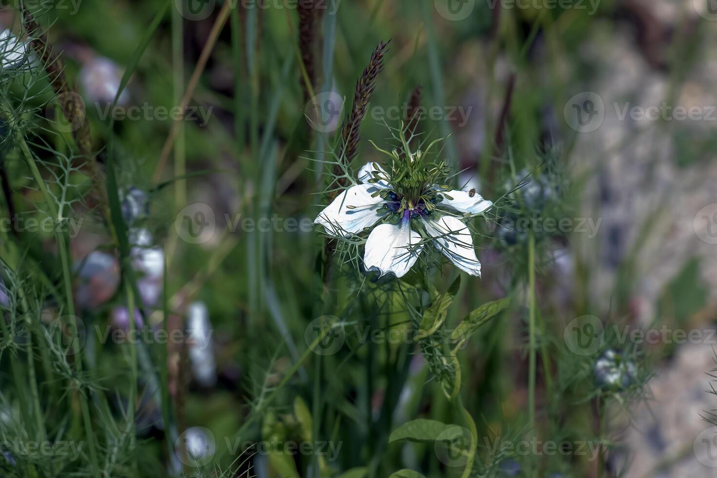 Delicate white Nigella sativa or love flower in mist, botanical background with copy space photo