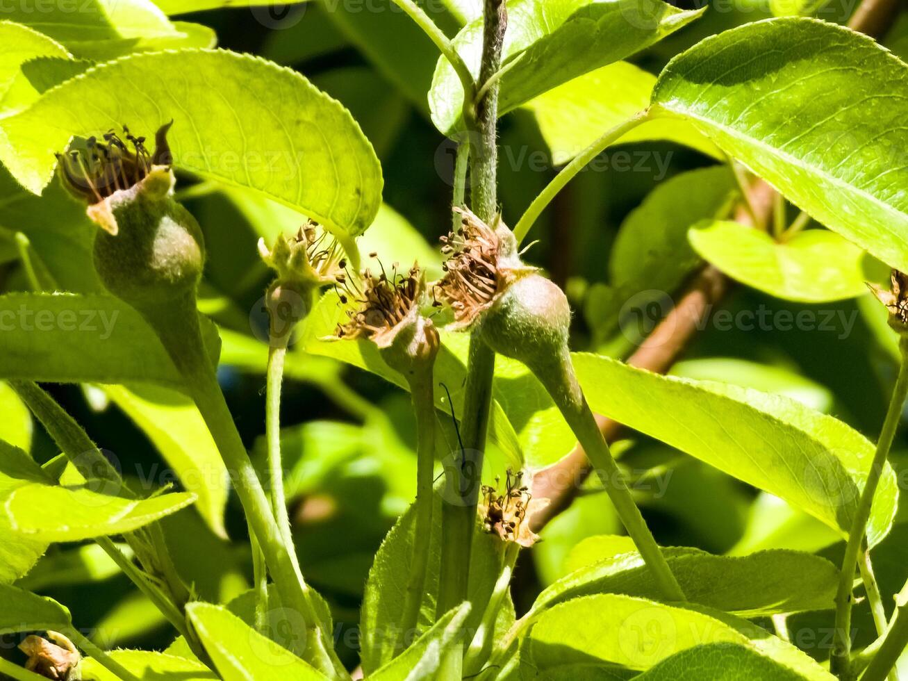 Small pear ovaries and flowers on a tree branch. Pear branch with young fruits. Spring time, Selective focus photo