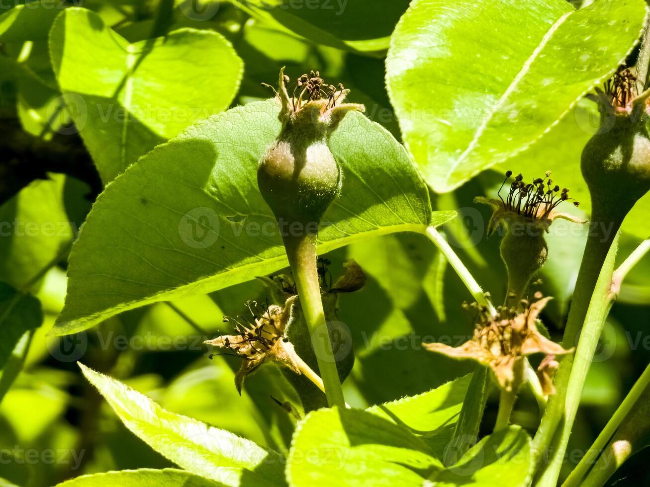 Small pear ovaries and flowers on a tree branch. Pear branch with young fruits. Spring time, Selective focus photo