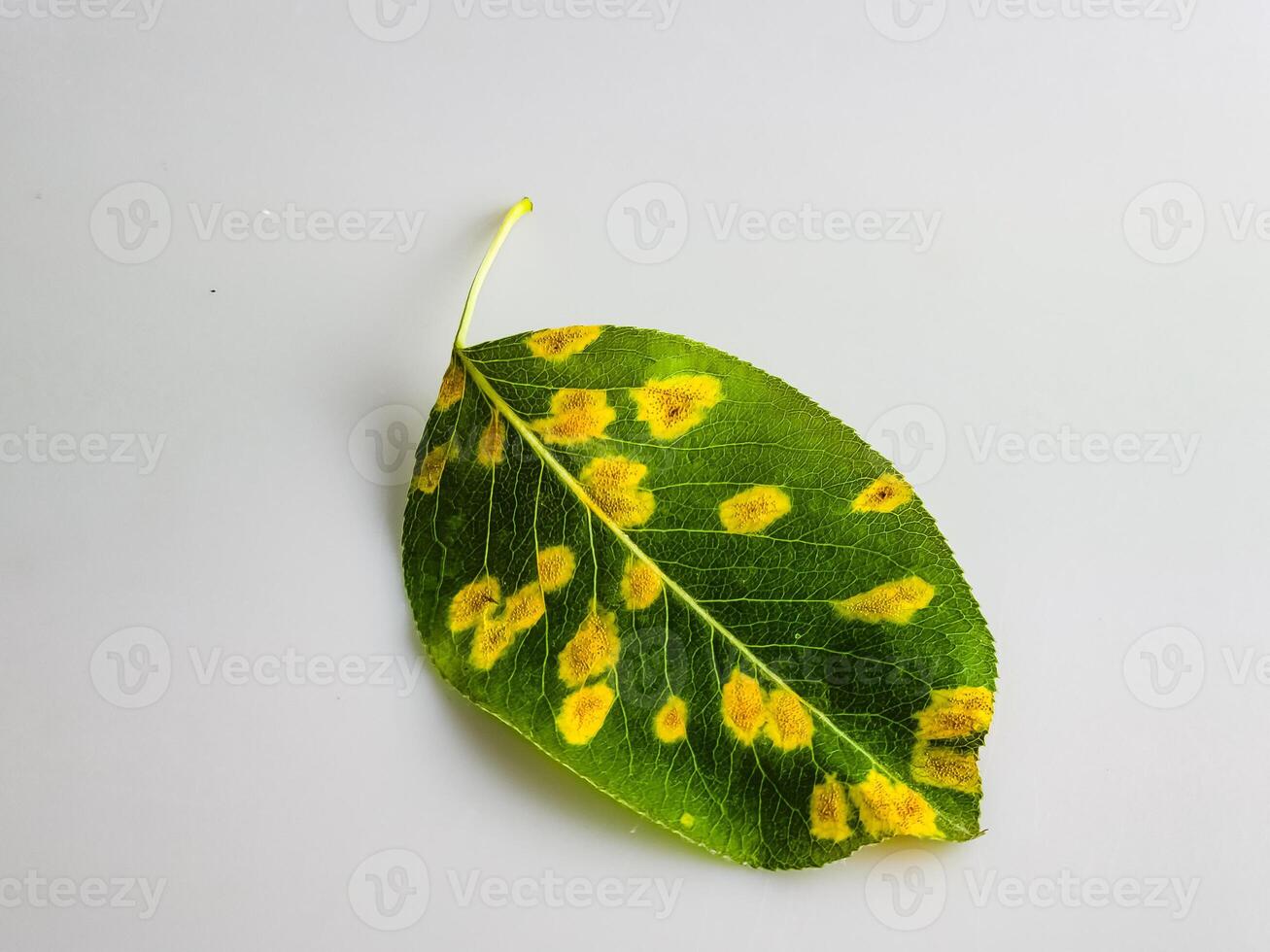 Pear leaf with Pear rust - disease caused by Gymnosporangium sabinae fungus, close up photo