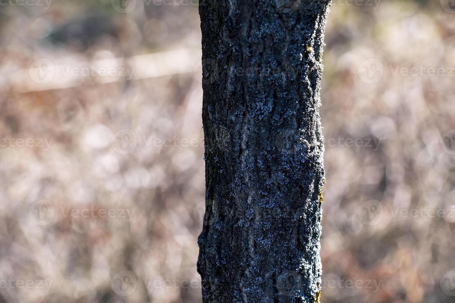 Ginkgo biloba tree bark. Tree bark background texture. Skin of living nature photo