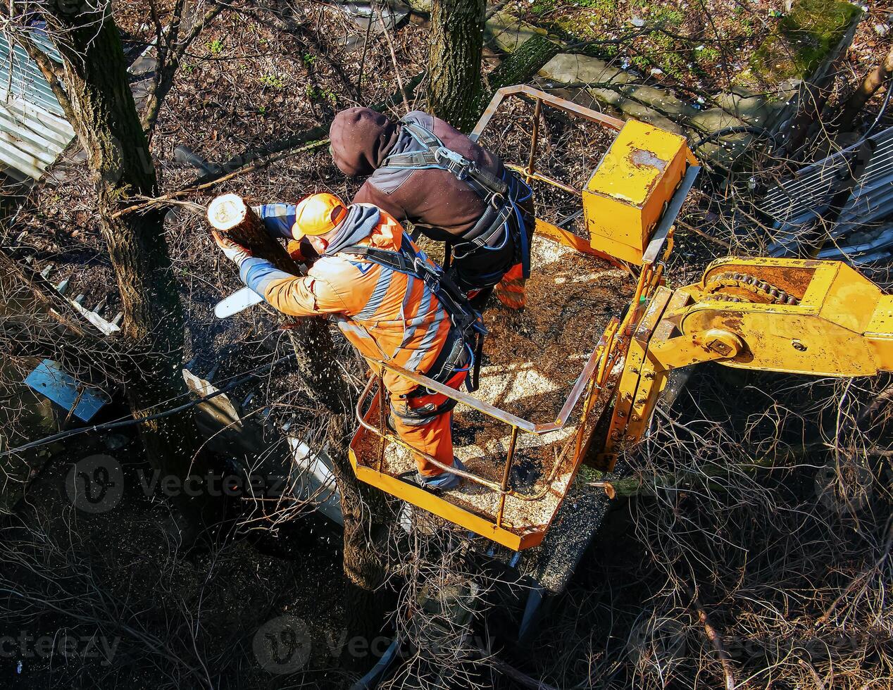 Municipal service workers stand with a chainsaw in a crane basket and trim dangerous trees photo