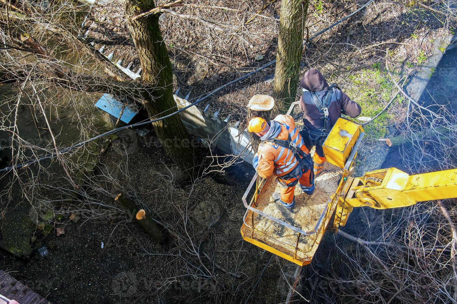 Municipal service workers stand with a chainsaw in a crane basket and trim dangerous trees photo