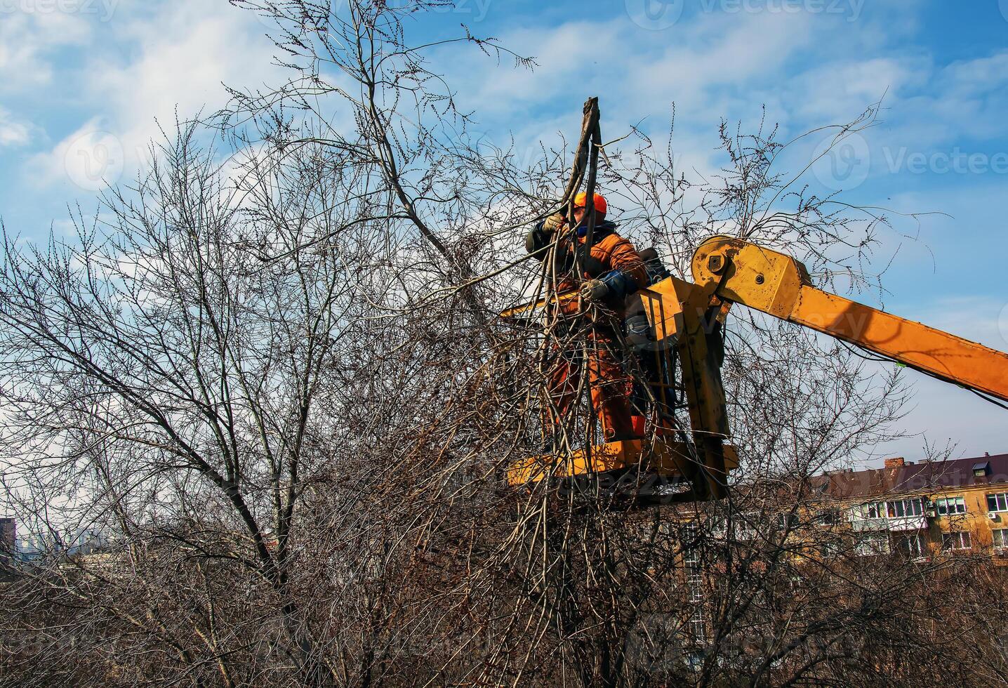 Municipal service workers stand with a chainsaw in a crane basket and trim dangerous trees photo