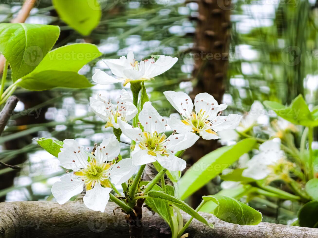 Small pear ovaries and flowers on a tree branch. Pear branch with young fruits. Spring time, Selective focus photo