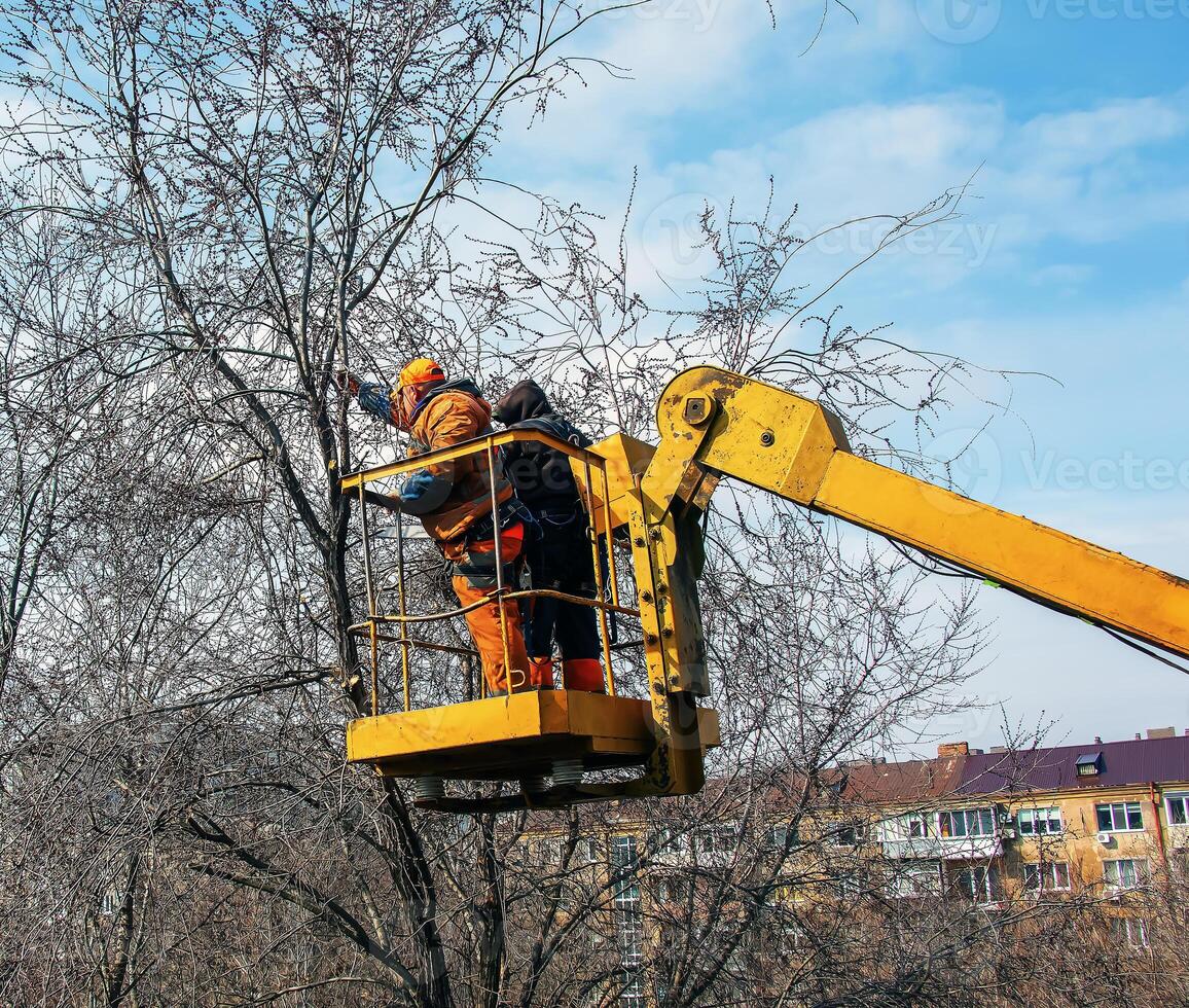 Municipal service workers stand with a chainsaw in a crane basket and trim dangerous trees photo