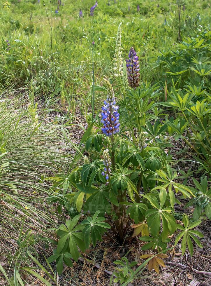 Wild perennial lupine or Lupinus perennis in the botanical garden in Dnepr. Ukraine photo
