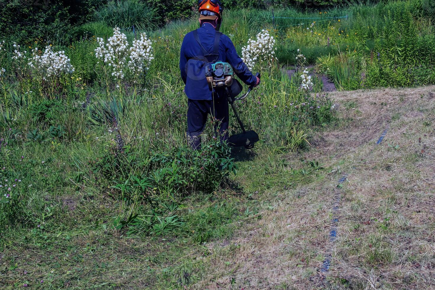 A man cuts and mows the grass. Grass cutting work. Worker mows lawn with grass photo