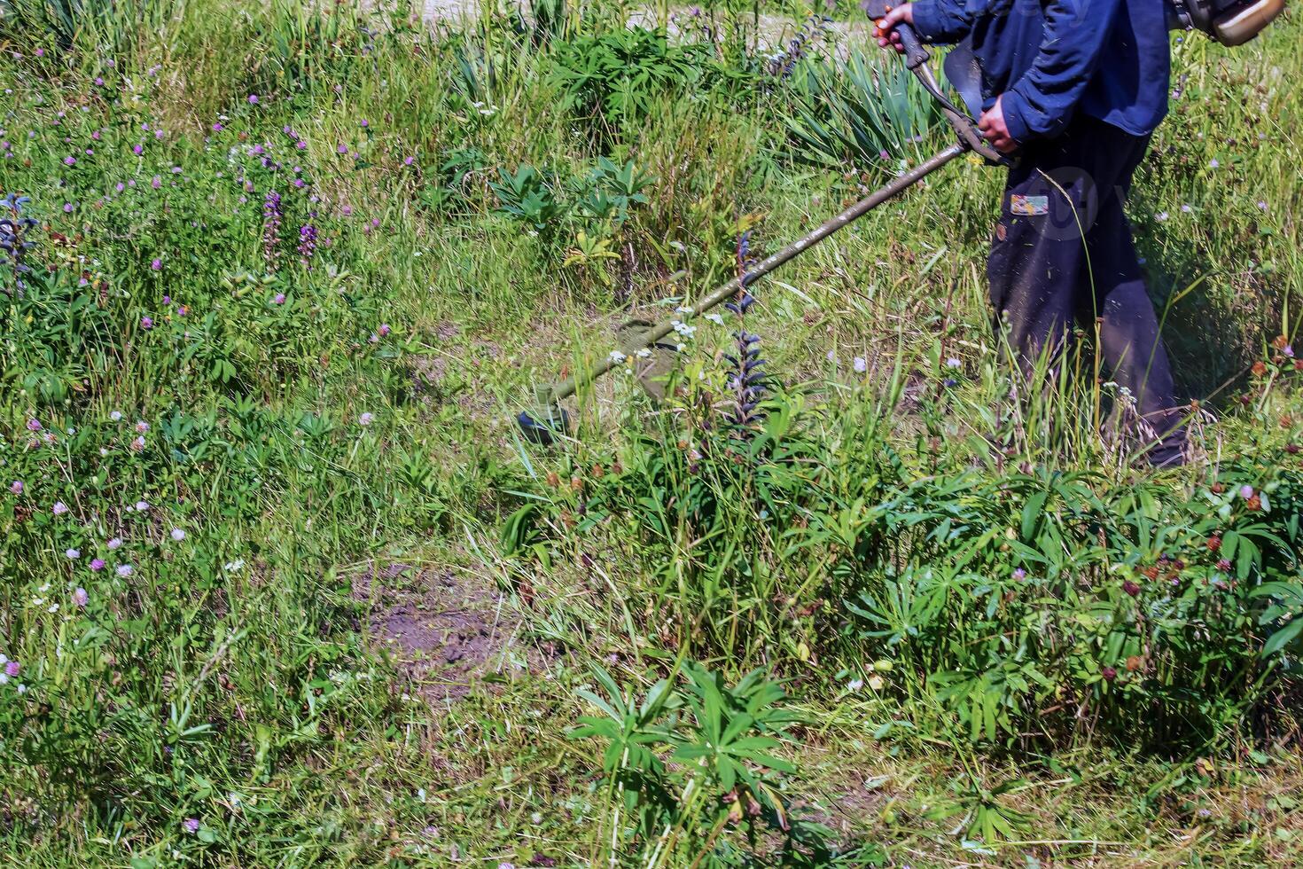 A man cuts and mows the grass. Grass cutting work. Worker mows lawn with grass photo