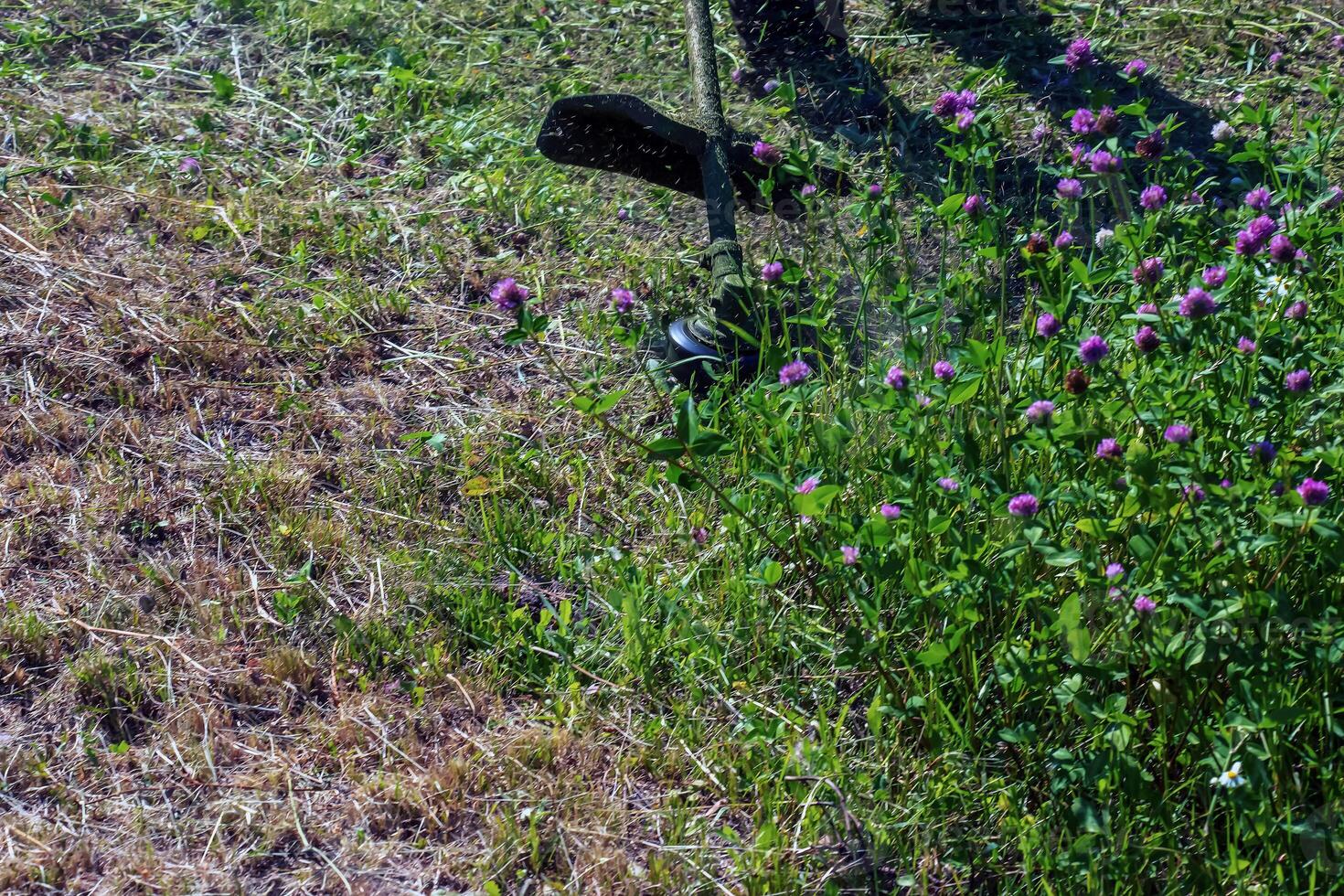A man cuts and mows the grass. Grass cutting work. Worker mows lawn with grass photo