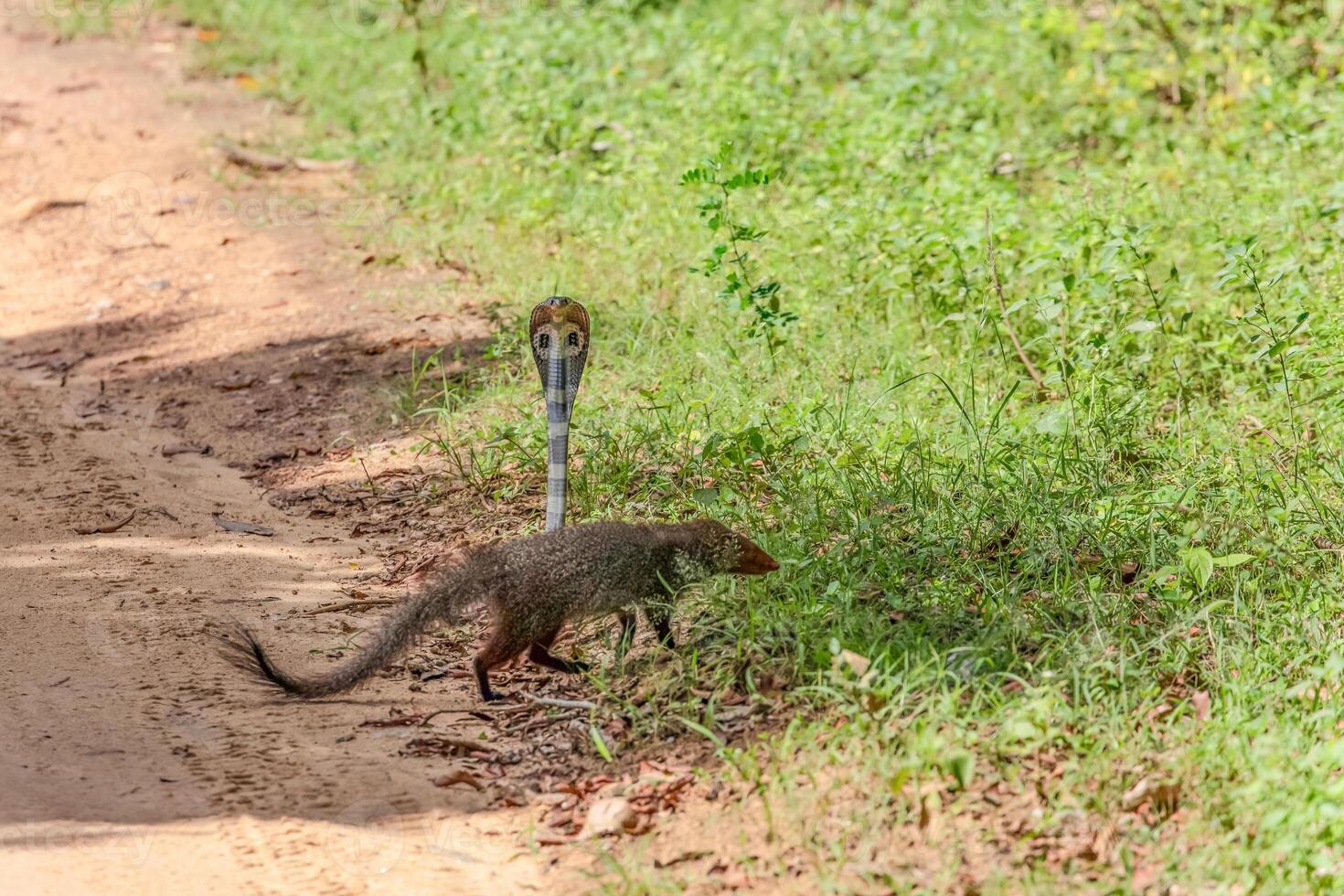 mongoose fights with an aggressive cobra in the wild photo