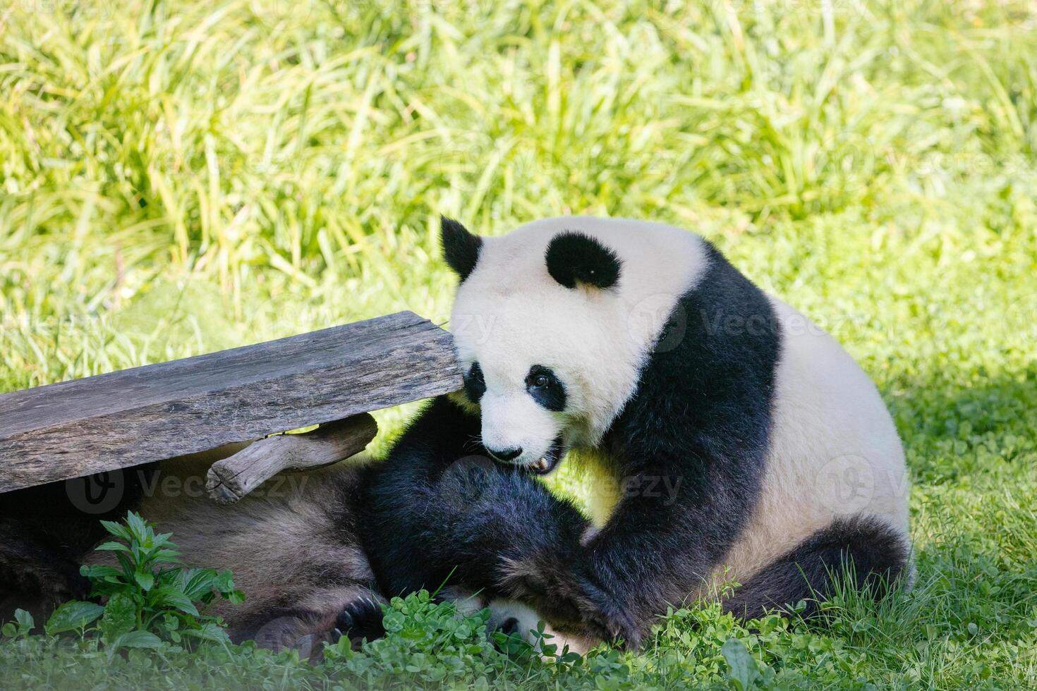 cheerful playing pandas on green lawn photo