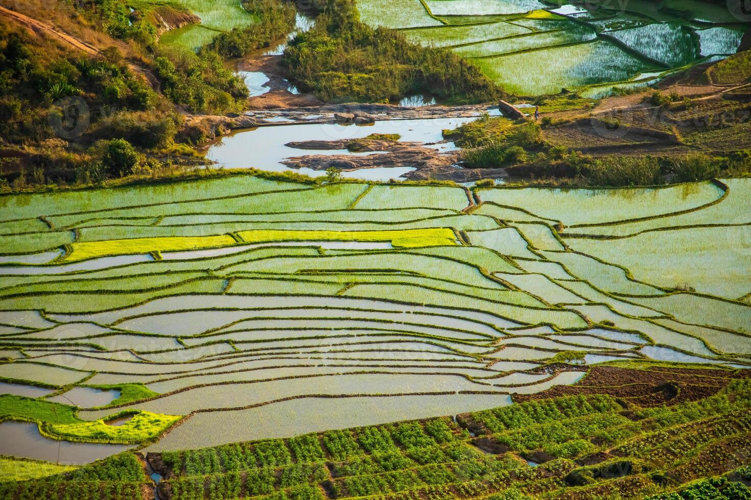 rice fields in Madagascar in early spring. photo