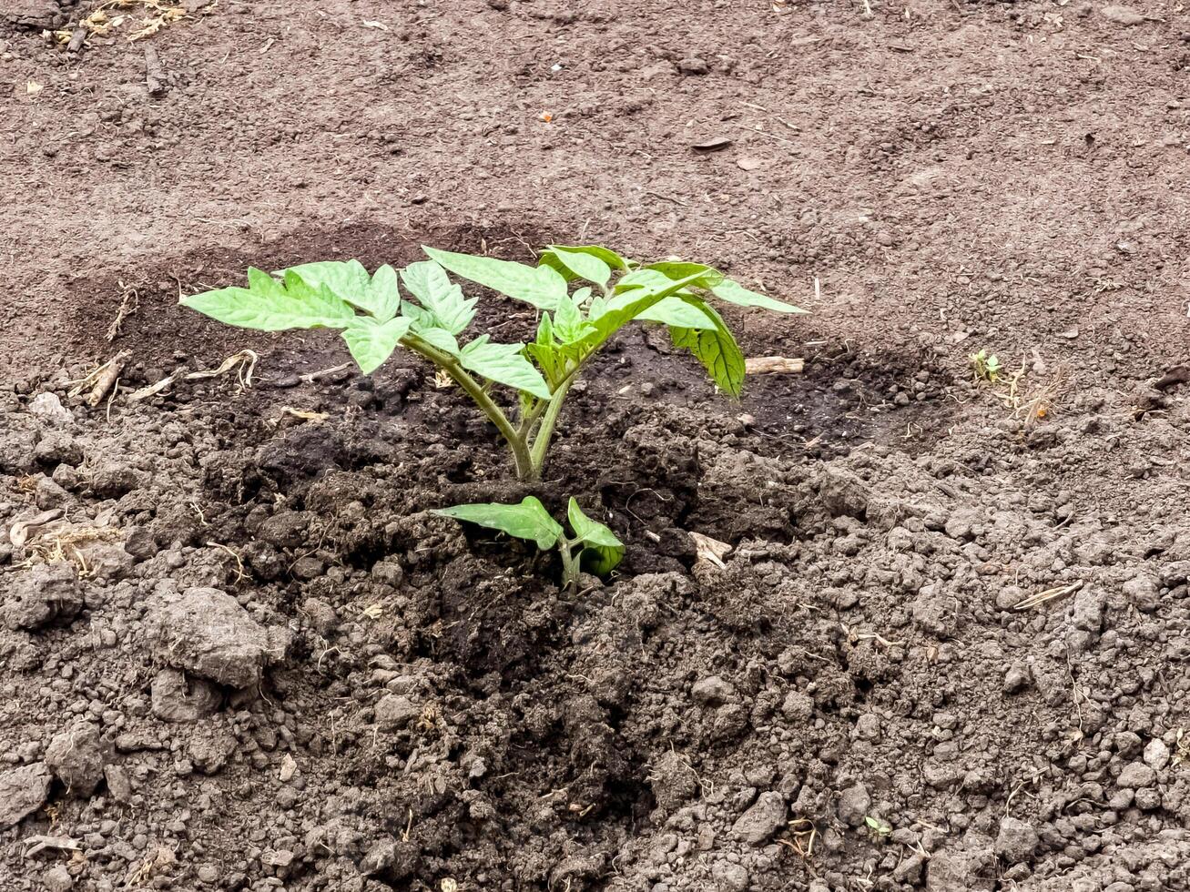 Tomato seedlings are planted in open ground. First leaves photo