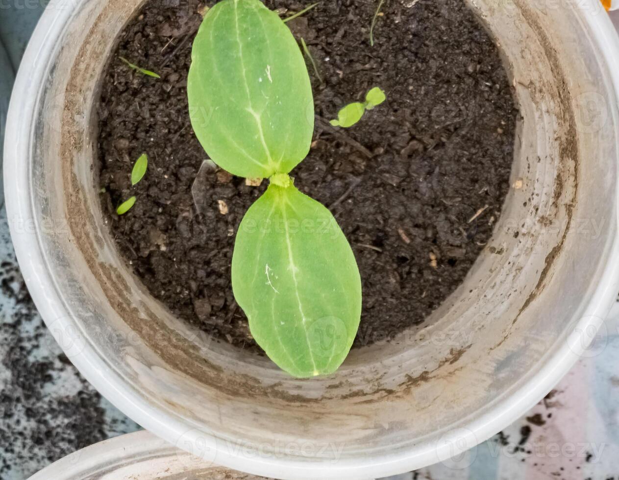 Cucumber seedlings in glasses in a greenhouse. The first leaves photo