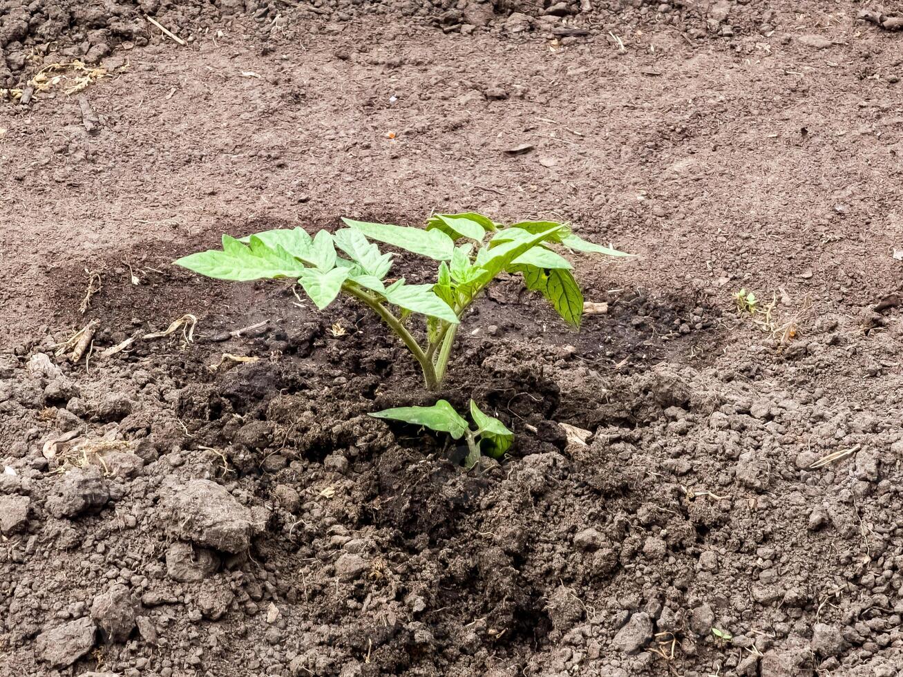 Tomato seedlings are planted in open ground. First leaves photo