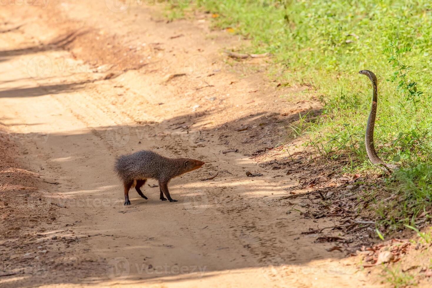 mongoose fights with an aggressive cobra in the wild photo