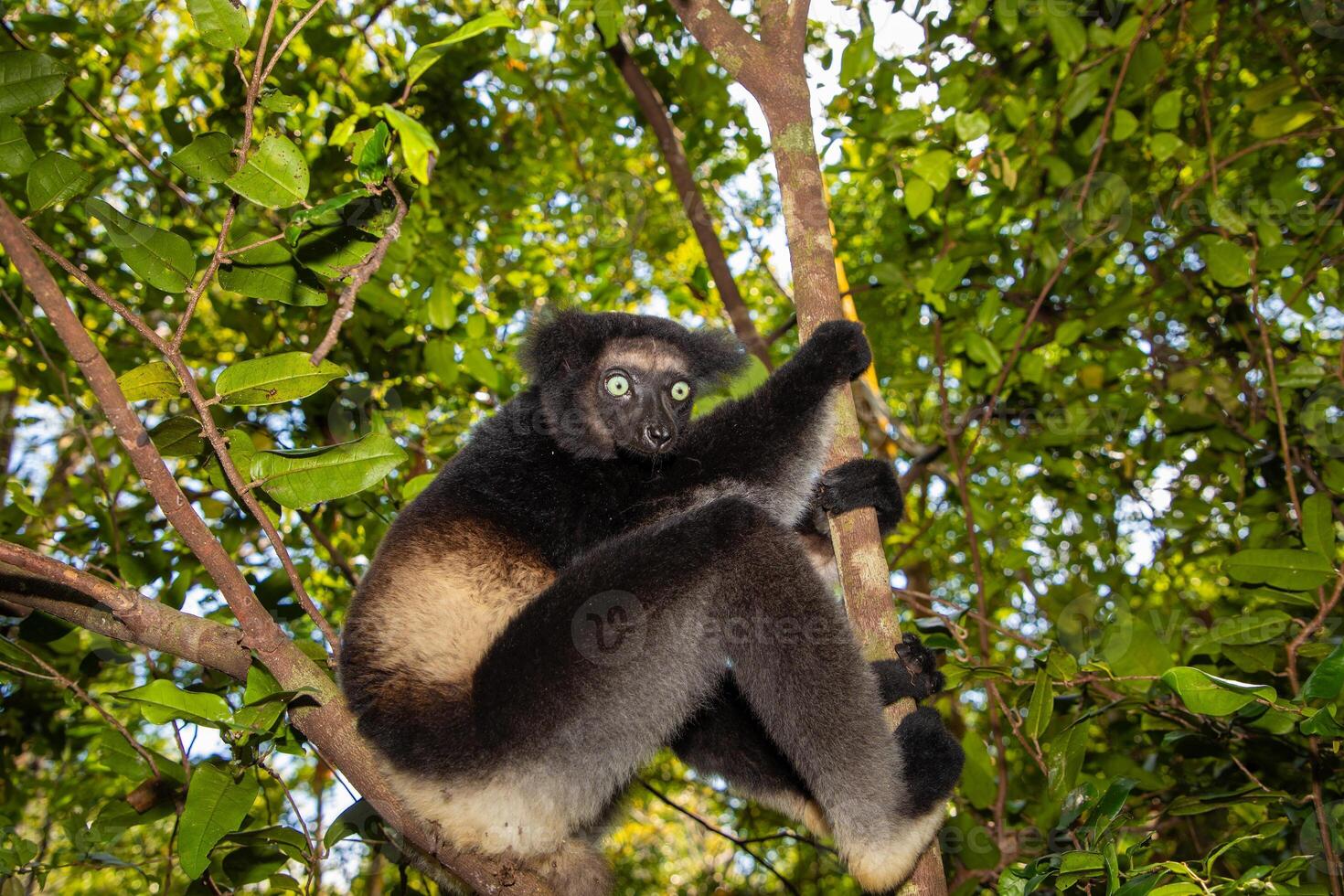Lemur Indri indri, babakoto largest lemur from Madagascar photo