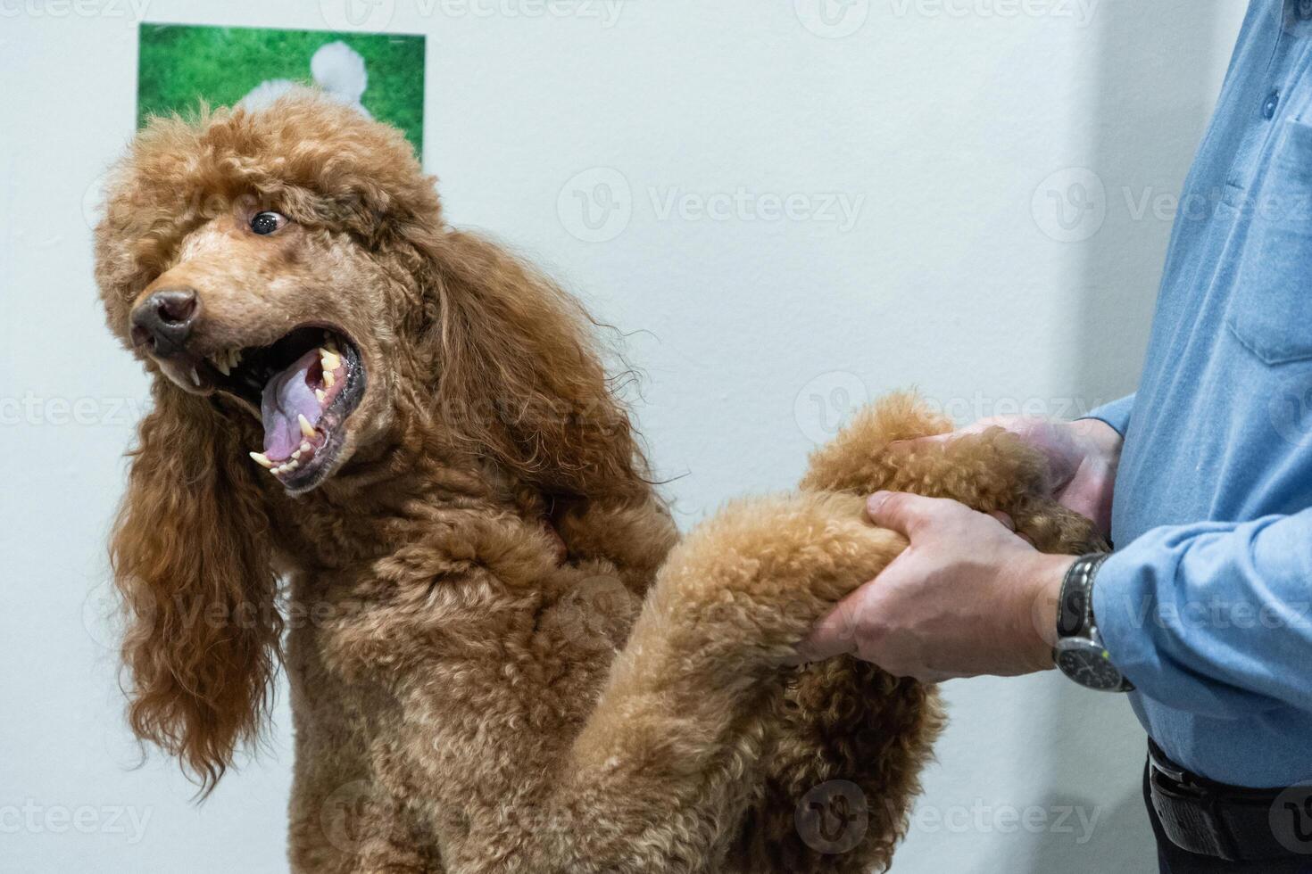 Red royal poodle big dog photo
